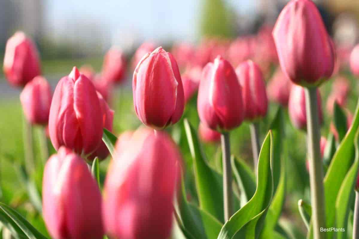 pink tulips