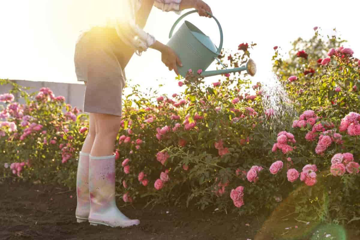 summer care of roses