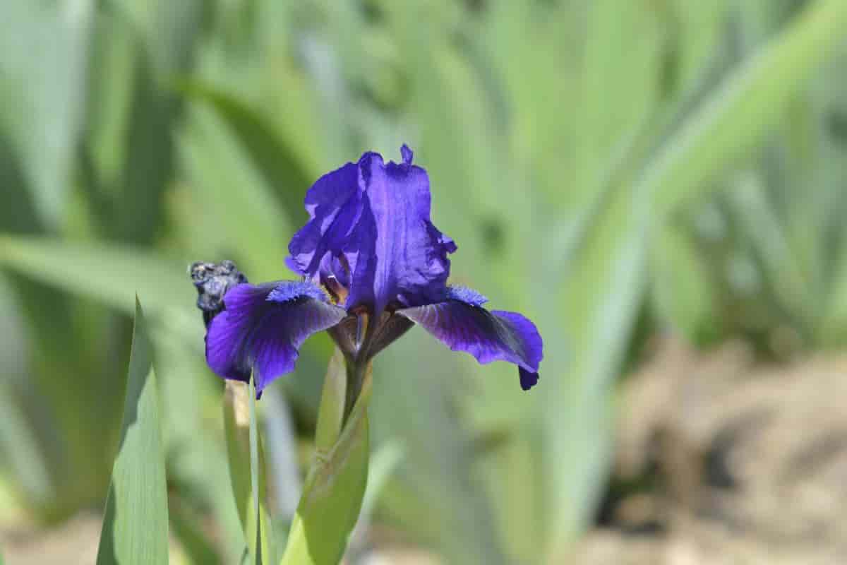 Dwarf Bearded Iris