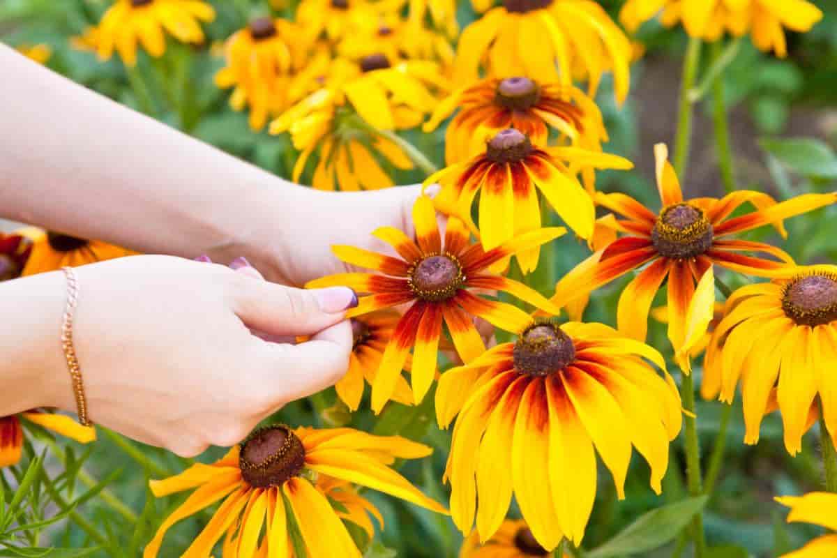 Native Annuals