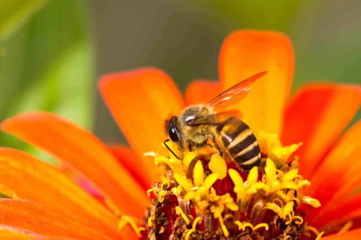busy as a bee