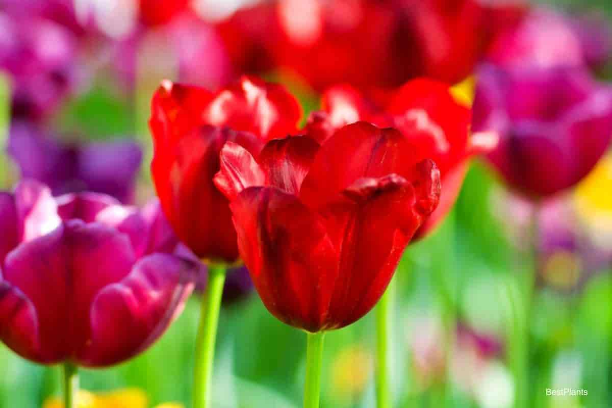 bloom insurance tulips