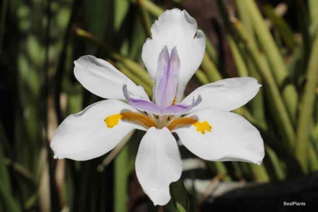 Growing Butterfly Iris