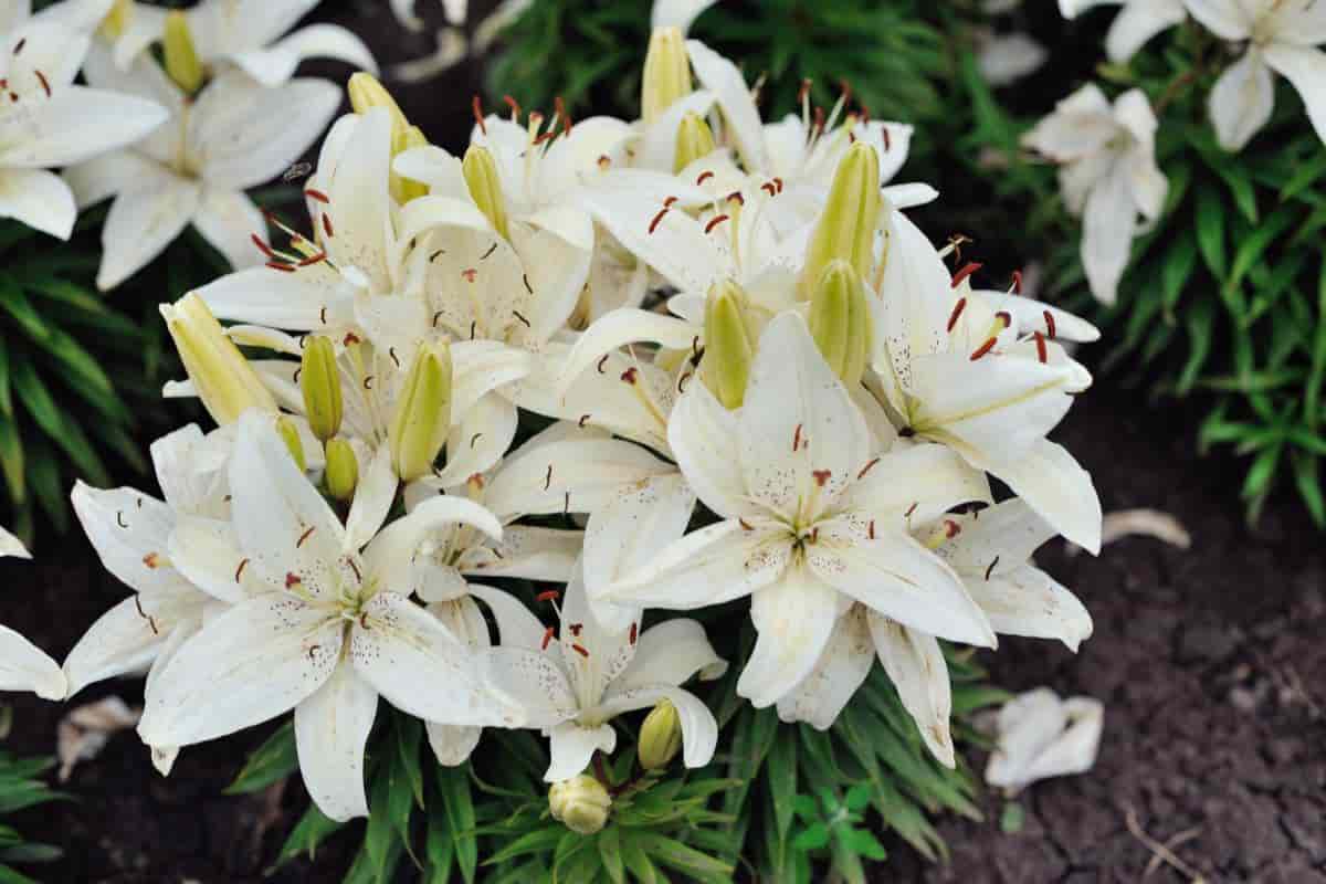 Madonna Lilies