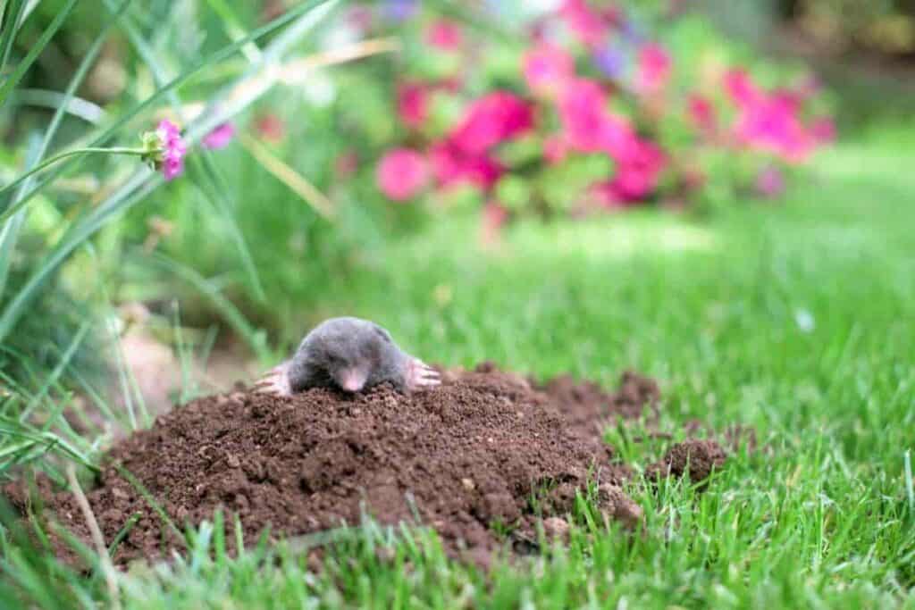 Lawn Animals