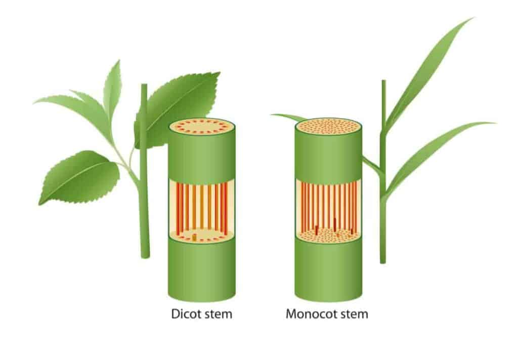 Sugar Plants
