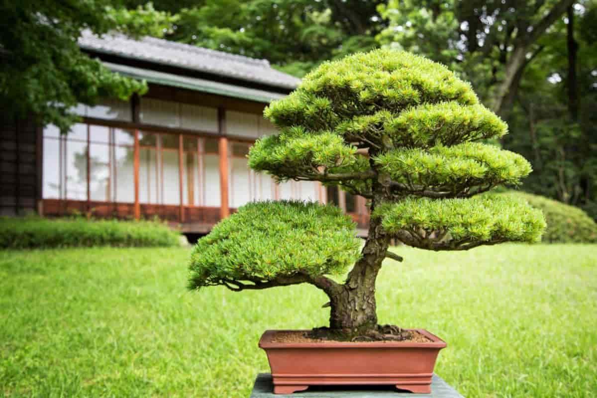 bonsai drawf tree culture