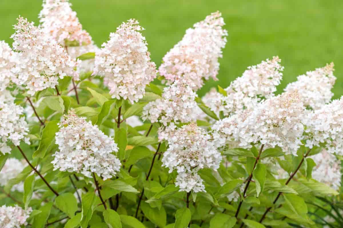 Panicle Hydrangeas