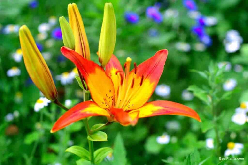 daylily flower