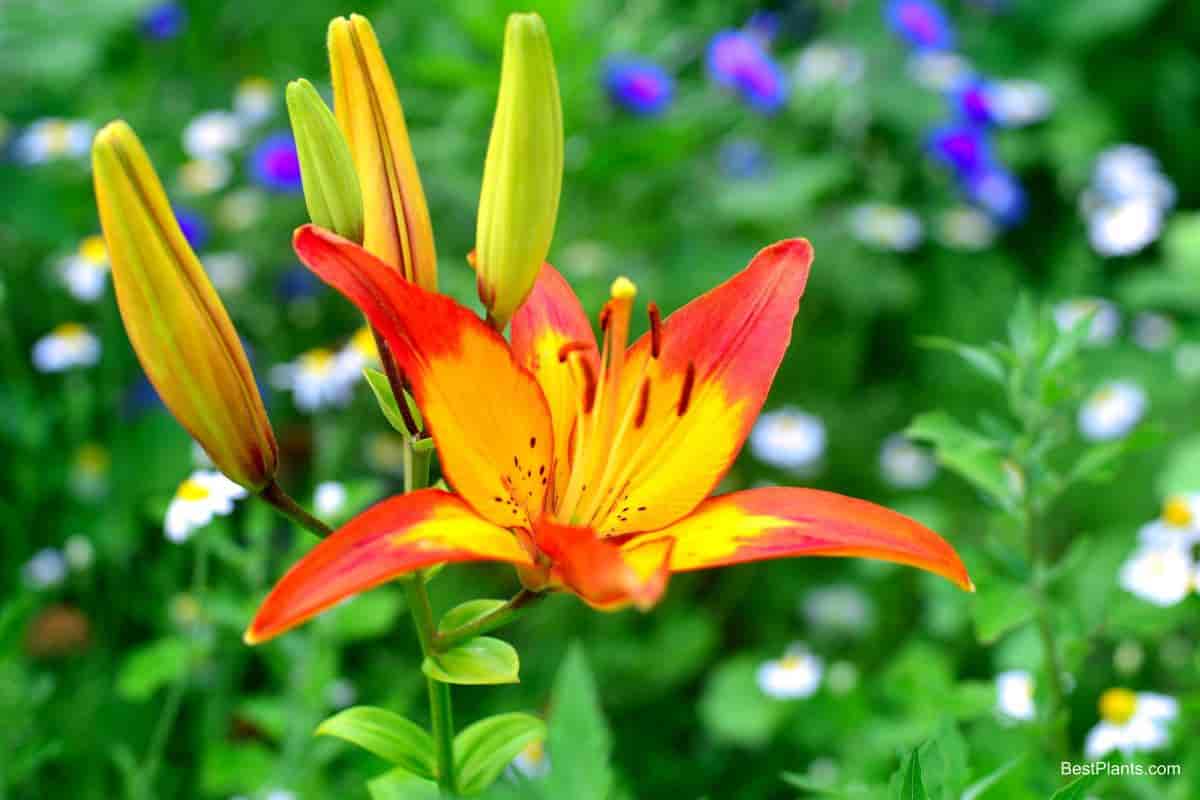 daylily flower