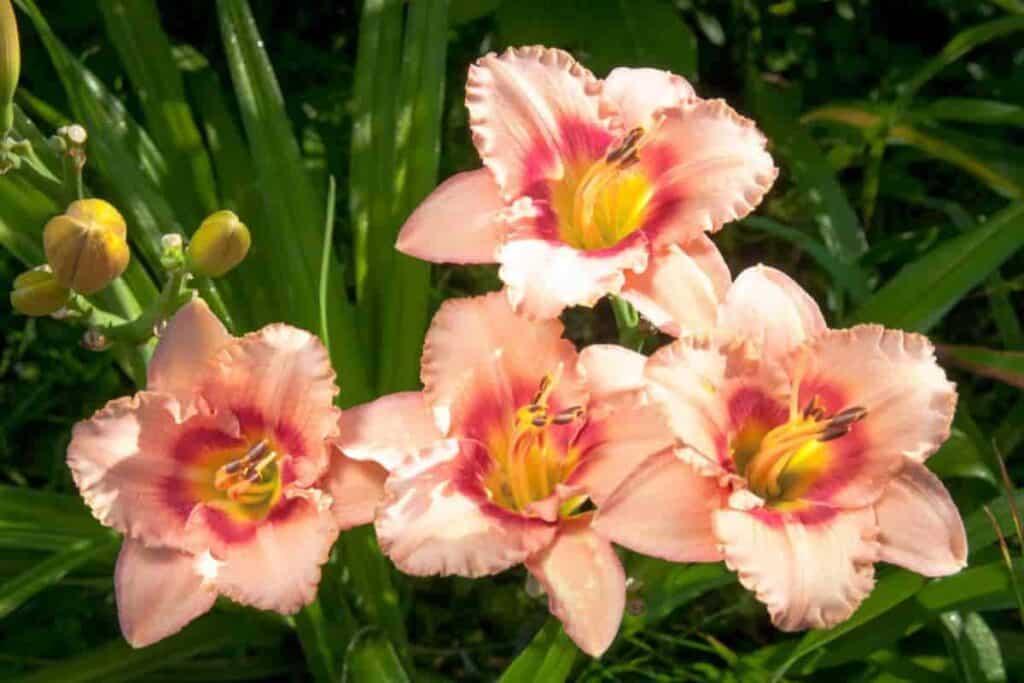 daylilies dusky sirens