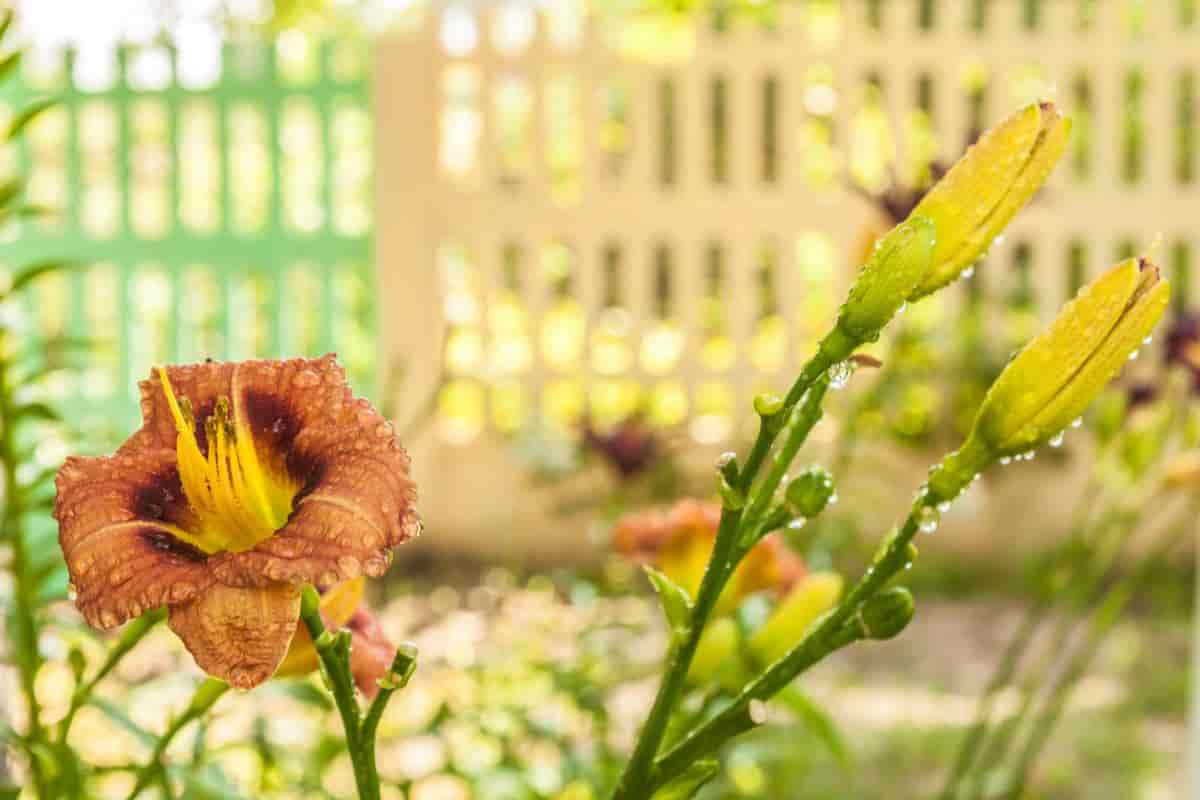 Miniature Daylilies