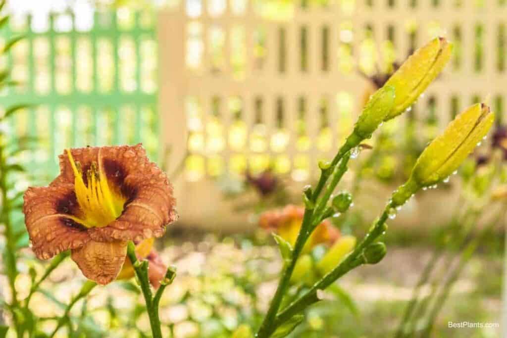 miniature daylilies
