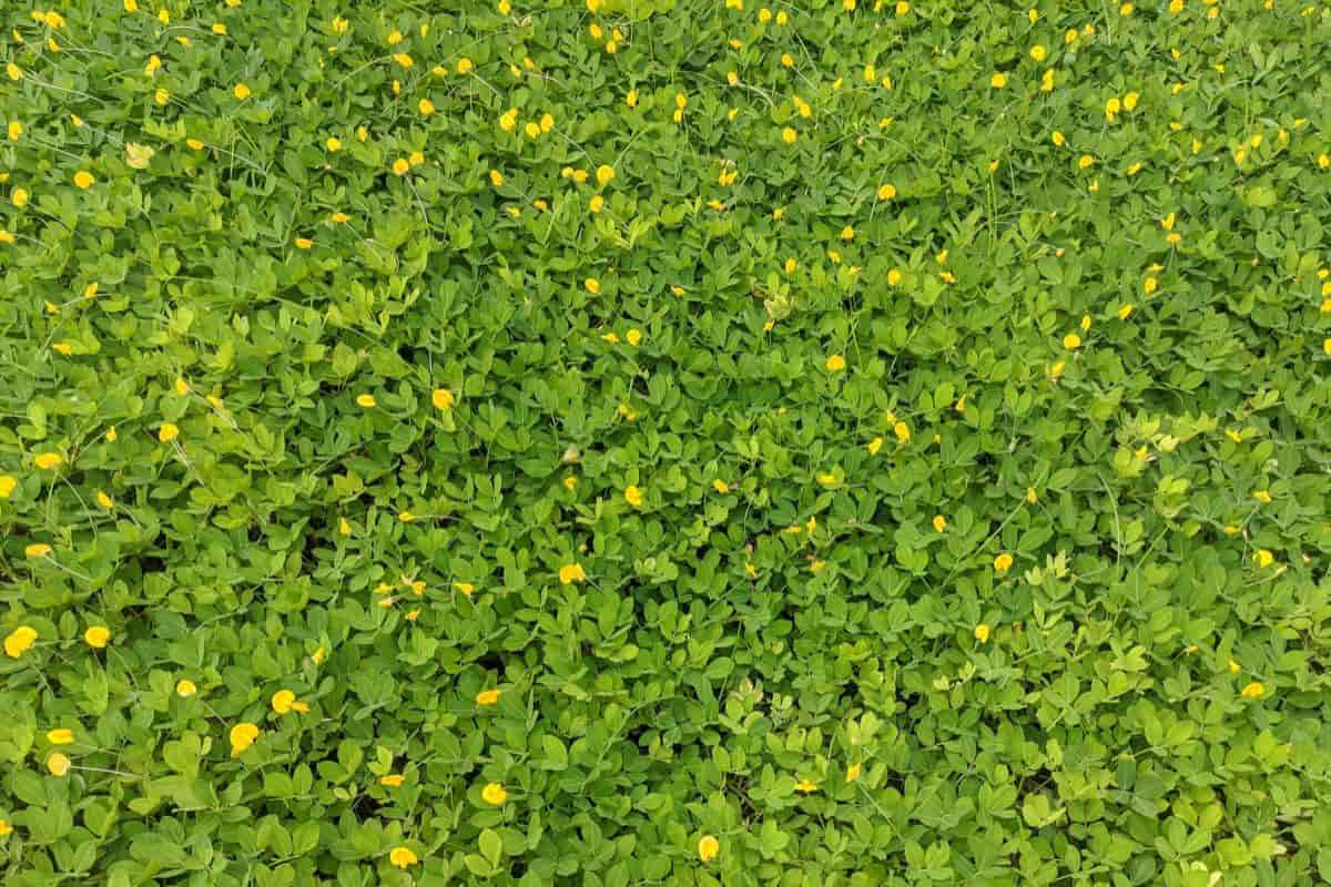 Groundcover