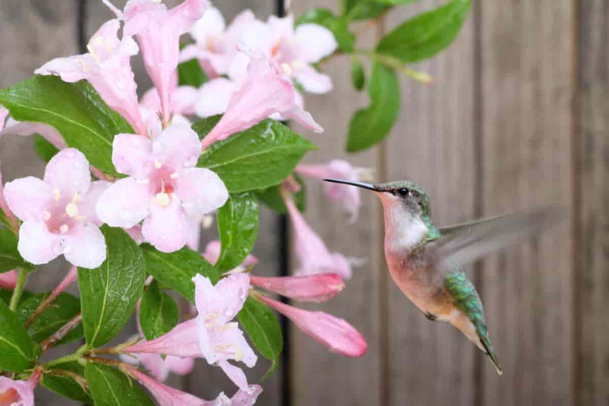 plants and birds