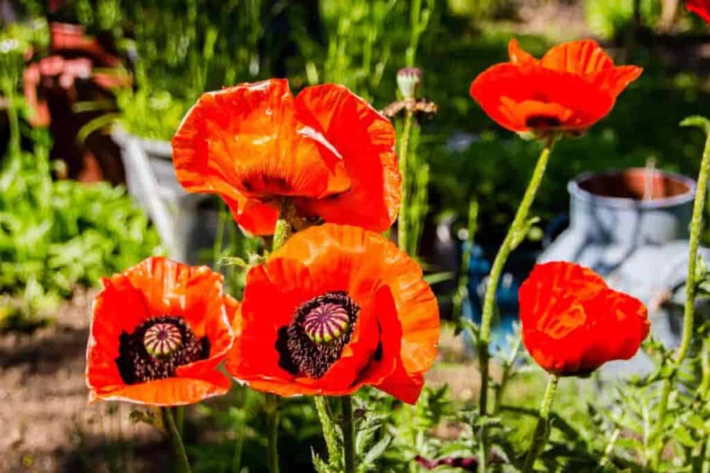 add color with oriental poppies