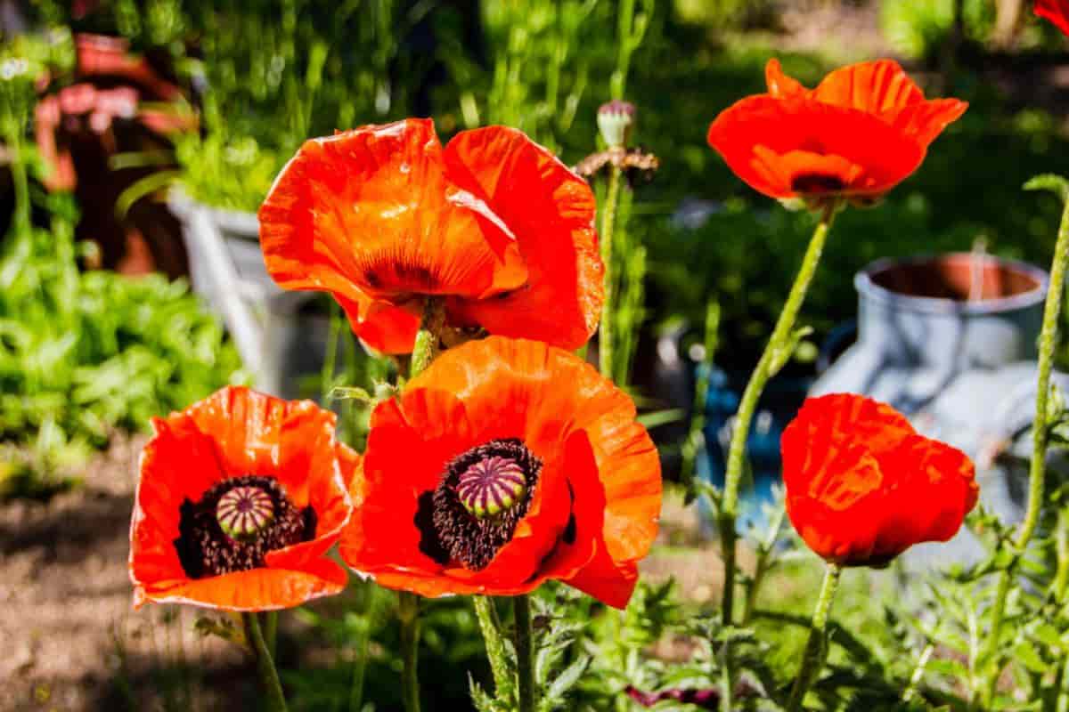 add color with oriental poppies