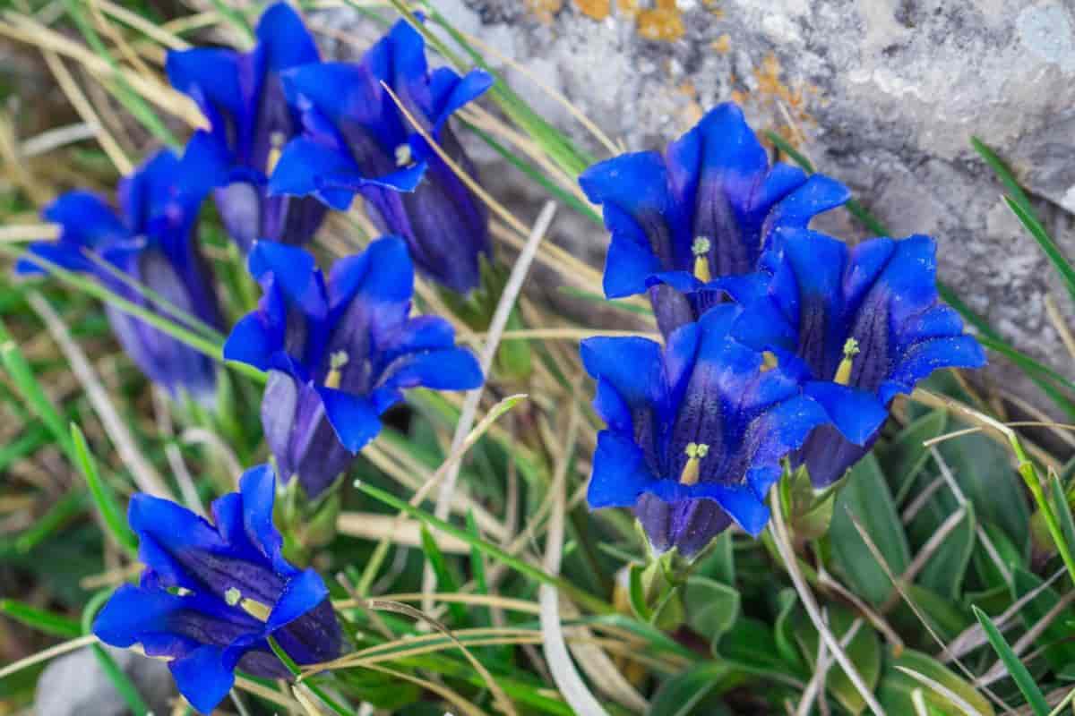 Taming Gentian