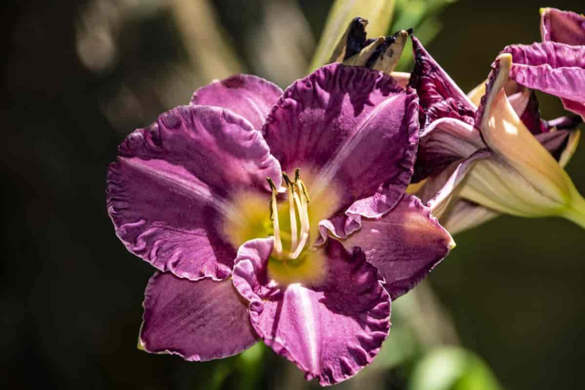 Daylilies
