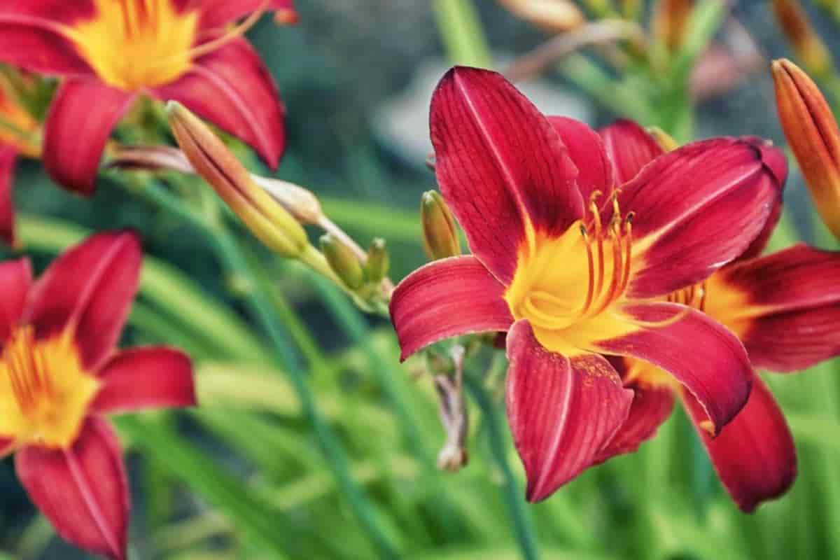 daylilies in our garden