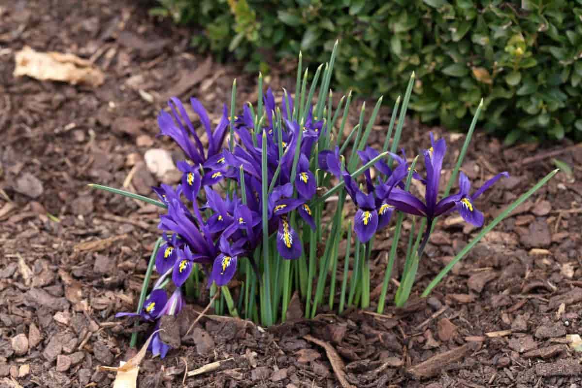 Low Iris