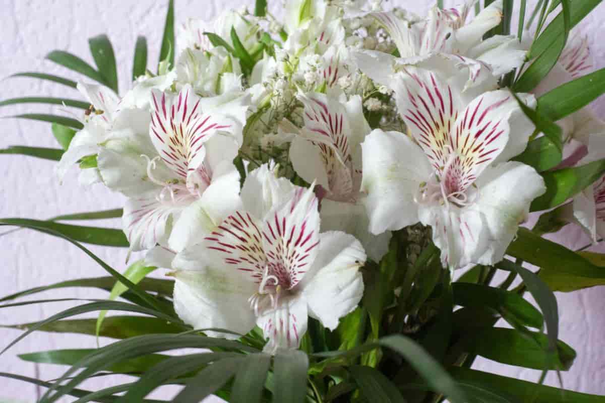 Lovely Lily