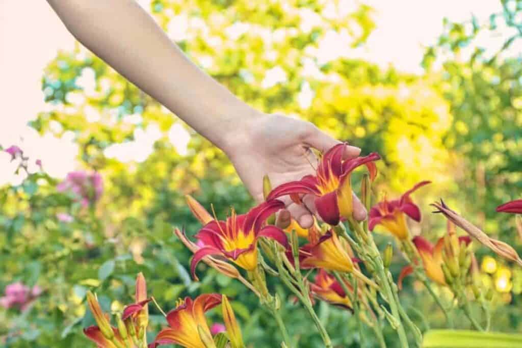 Modern Daylilies