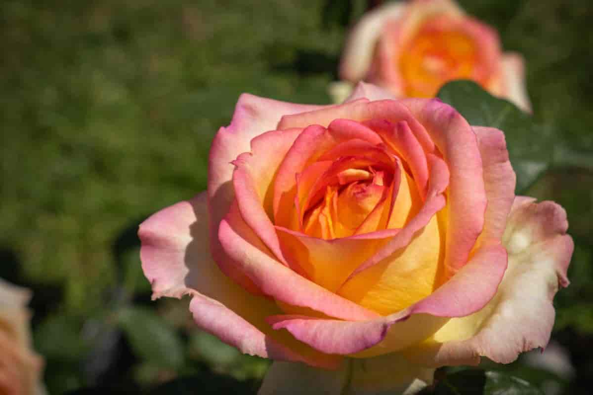 a rose strangely blessed