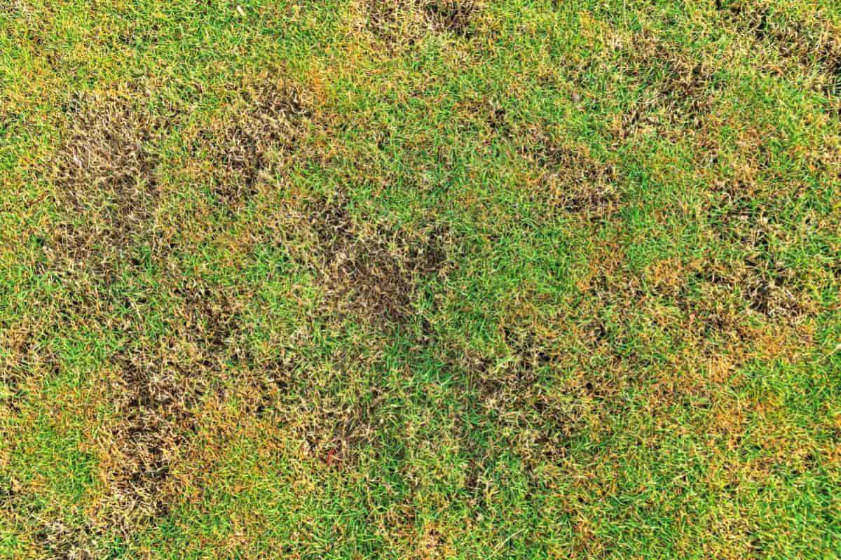 Turf Disease