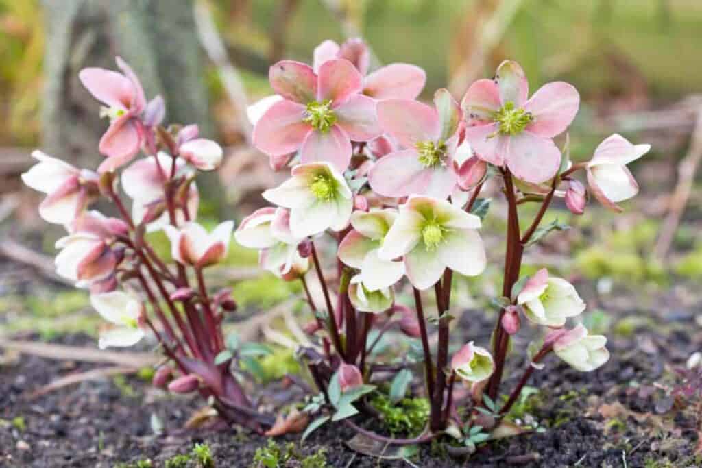 Poisonous Plants