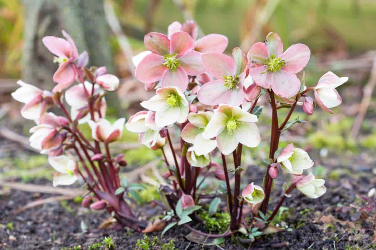 Poisonous Plants