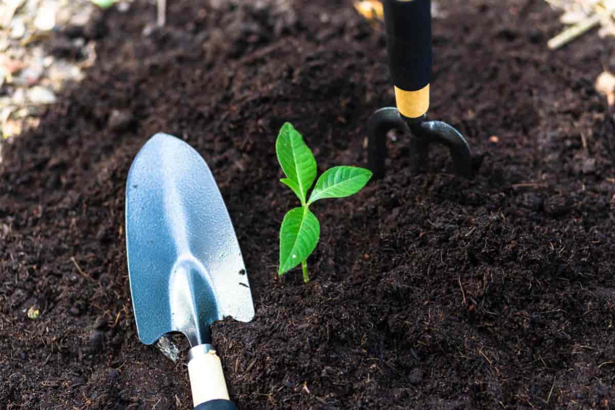 soil and plant growth