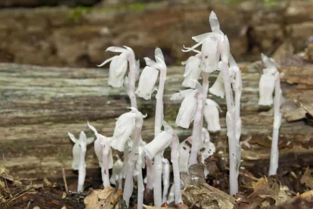 Indian Pipes