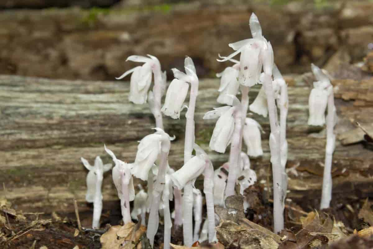 Indian Pipes