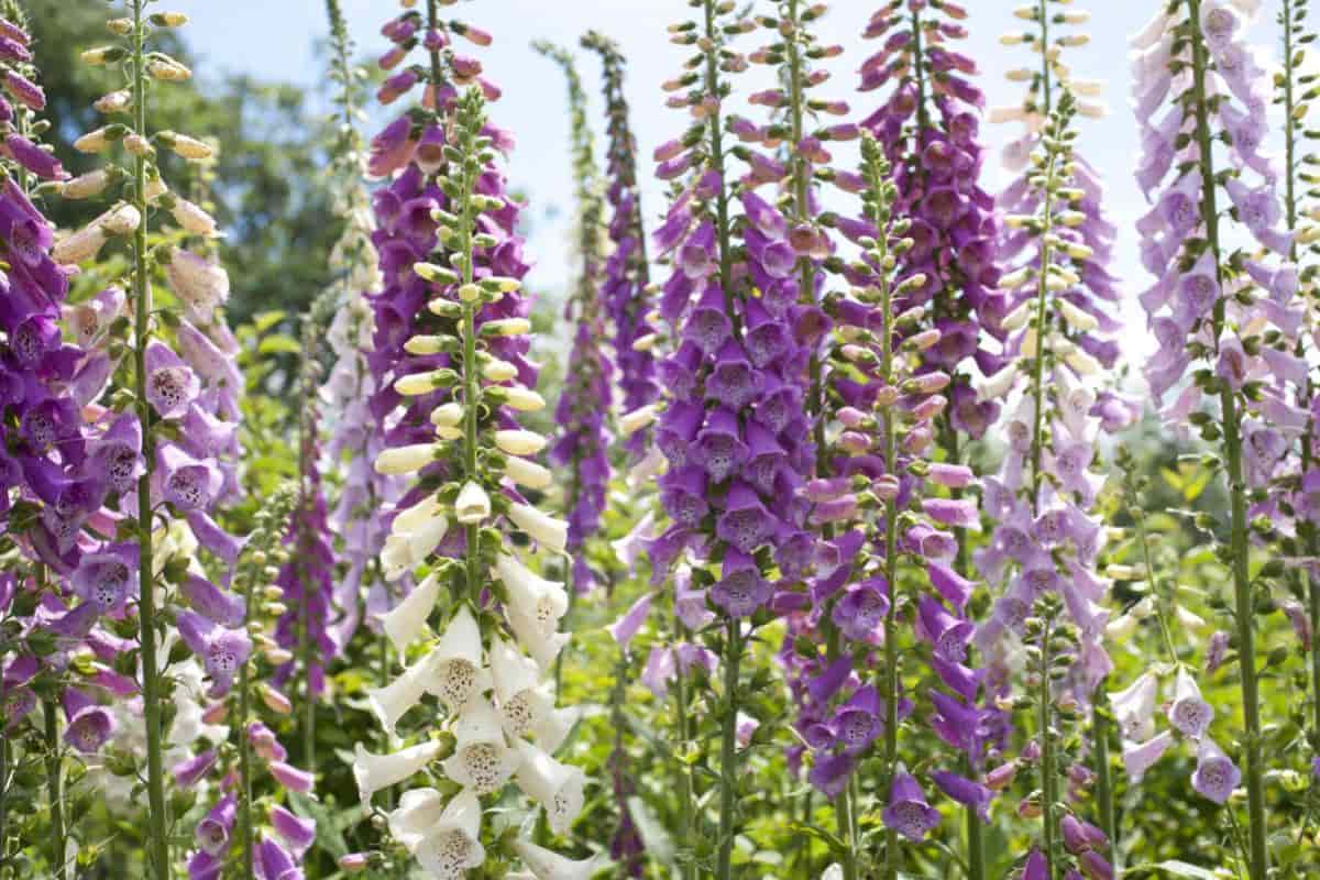 False Foxgloves