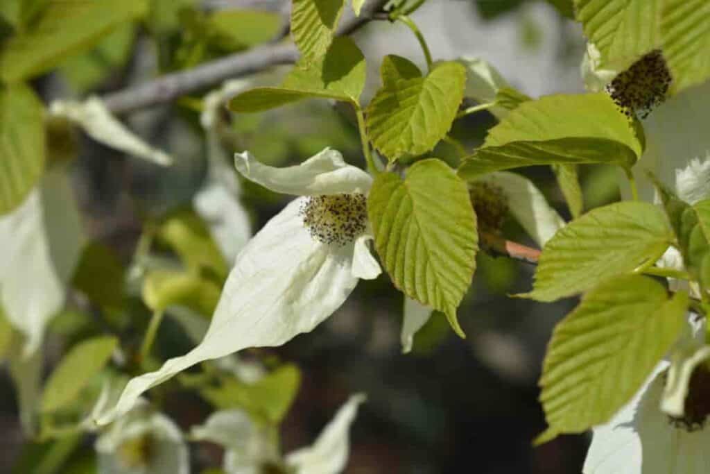 Dove Tree