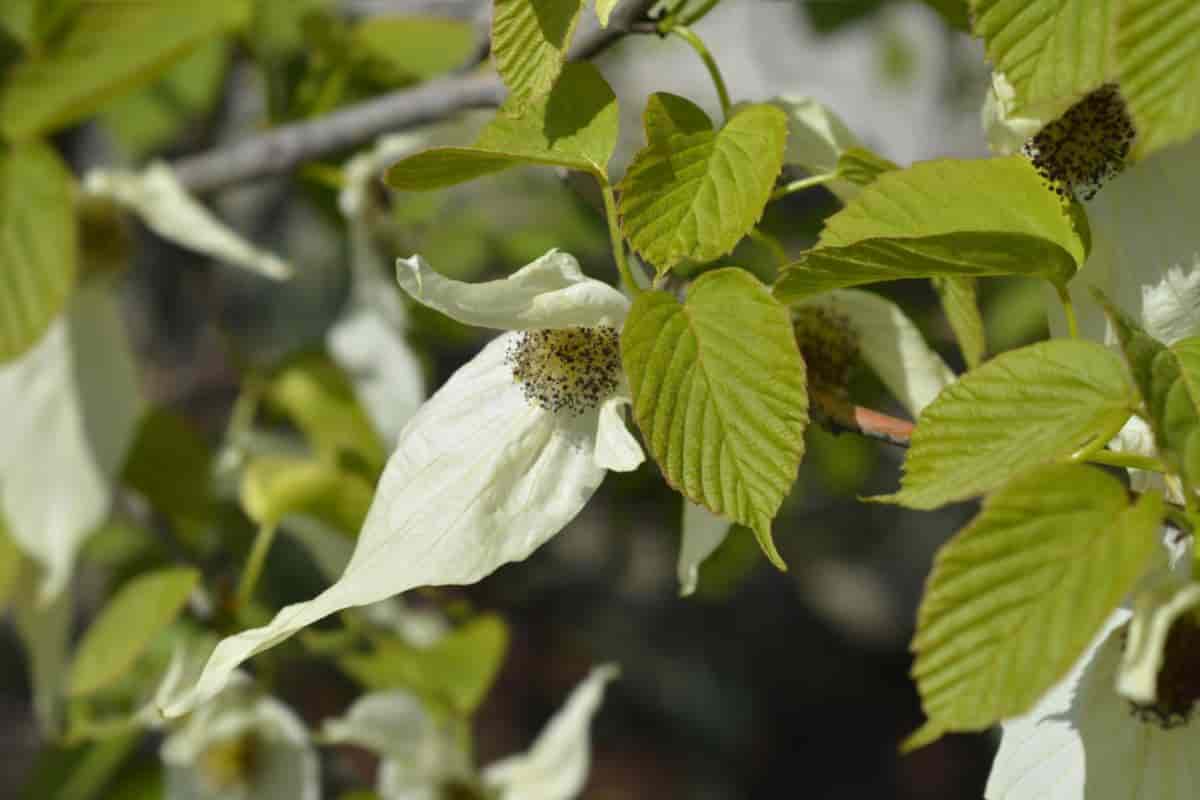 Dove Tree