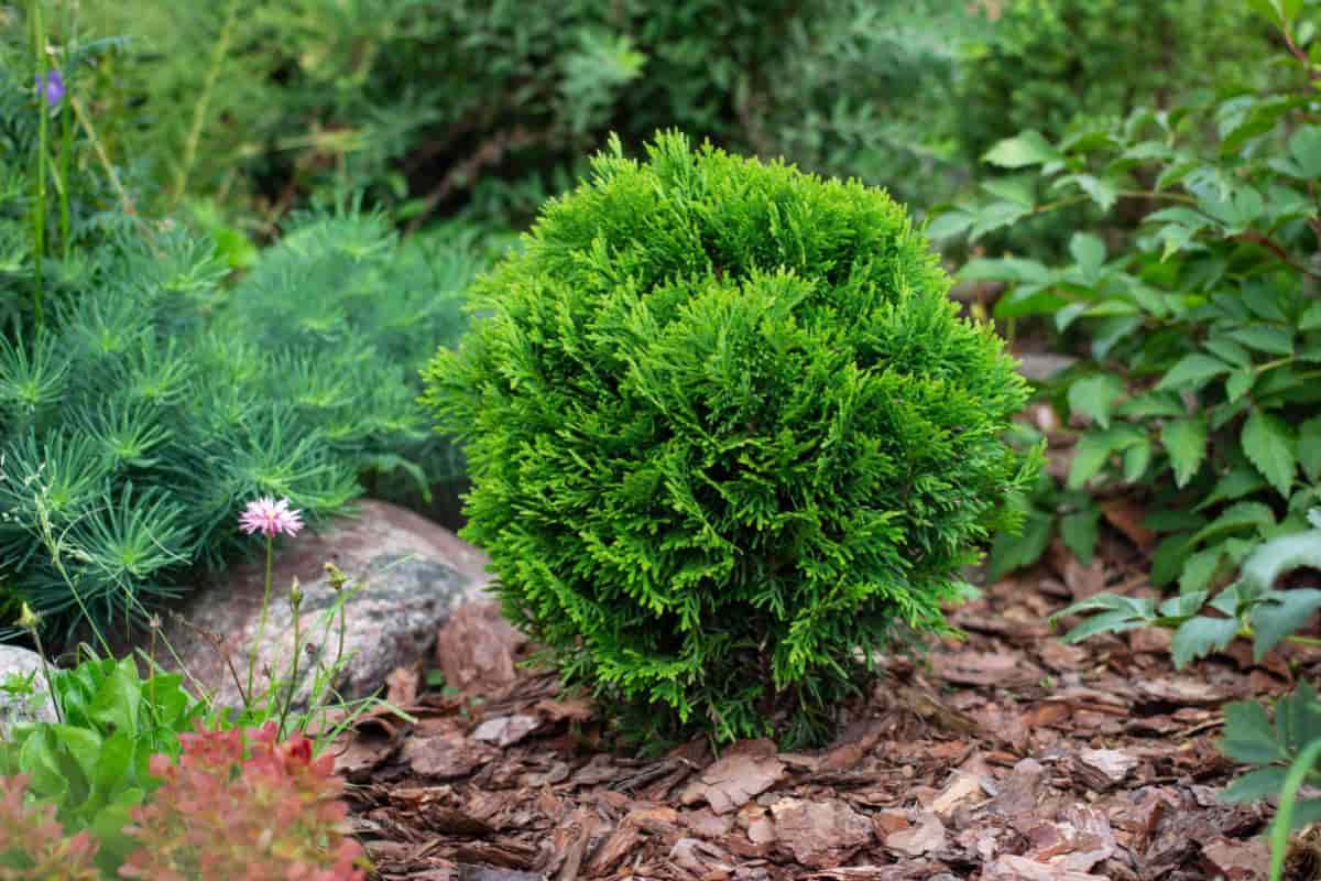 Alpine Plant