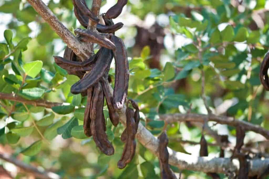 Bible Plants