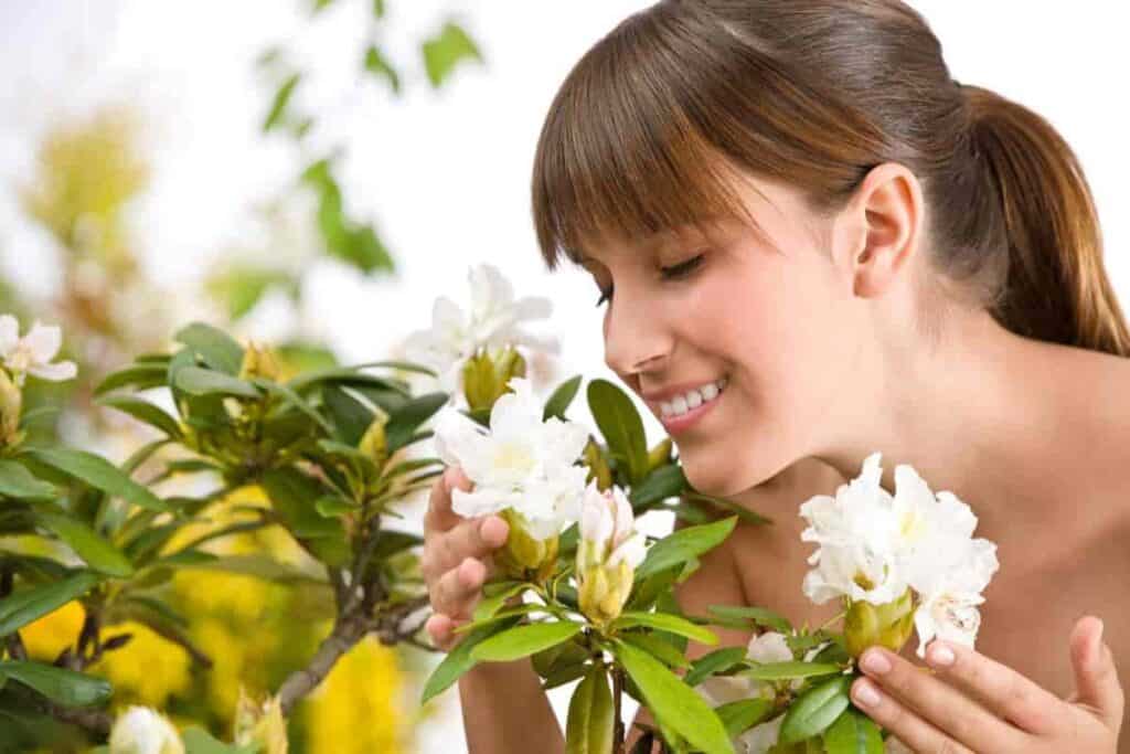 Summer Fragrance