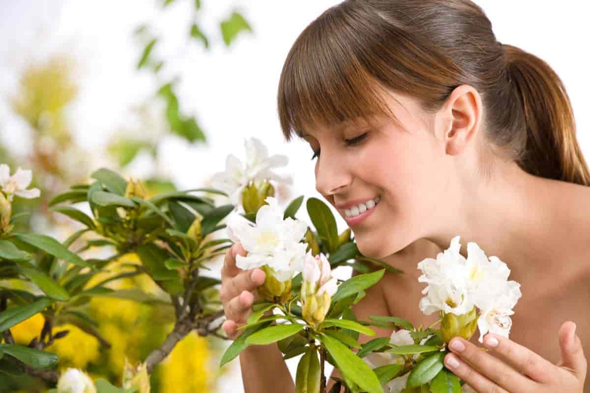 Summer Fragrance