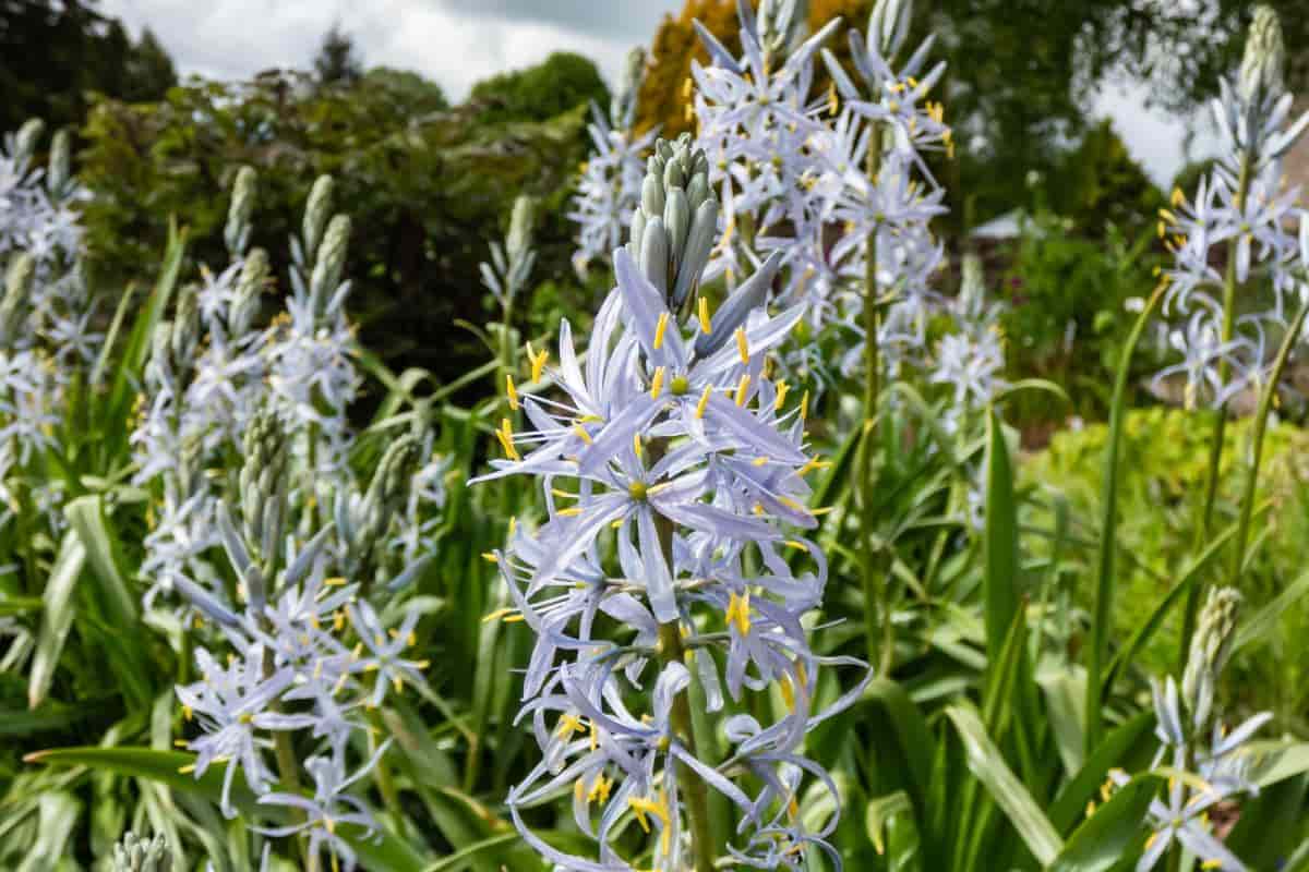 wild flowers for the garden