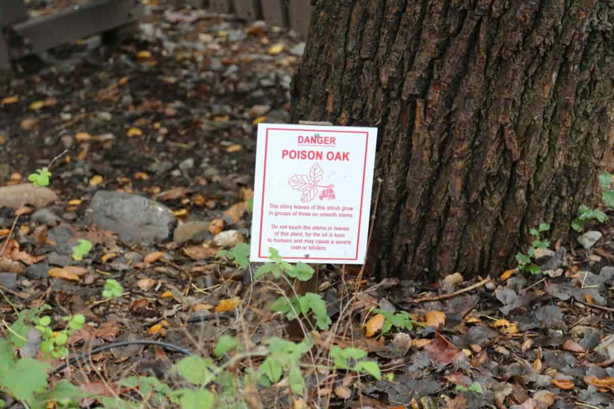 Poisonous Plant