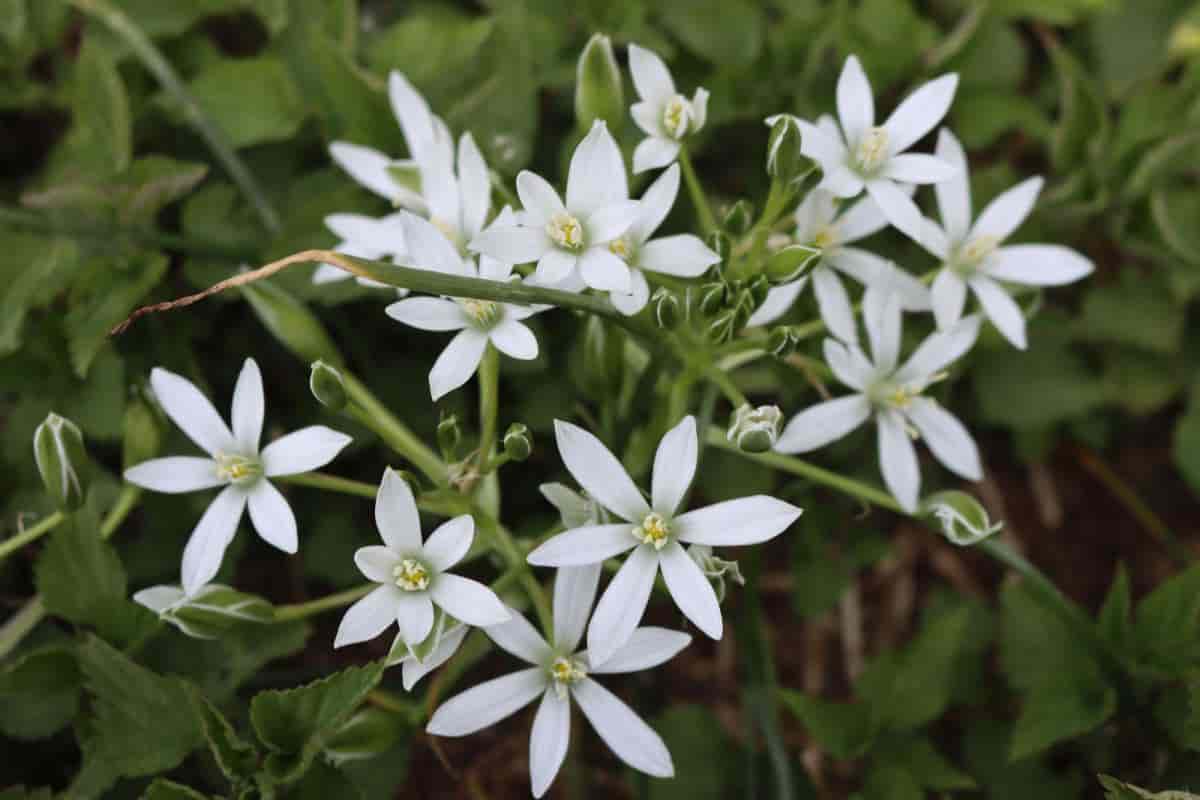 star of bethlehem