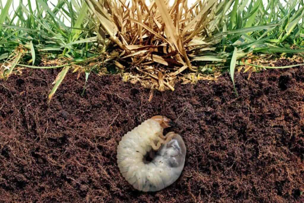 insect pests that injure lawns