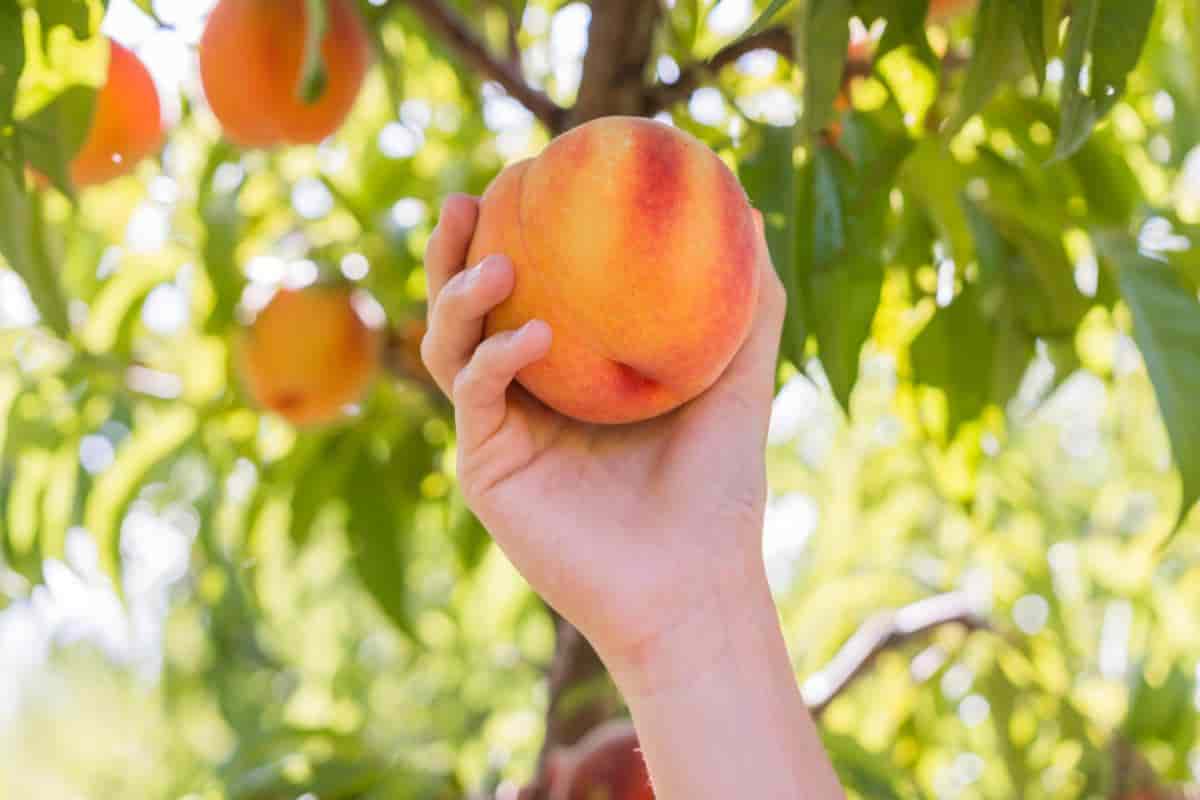 points for picking fruit
