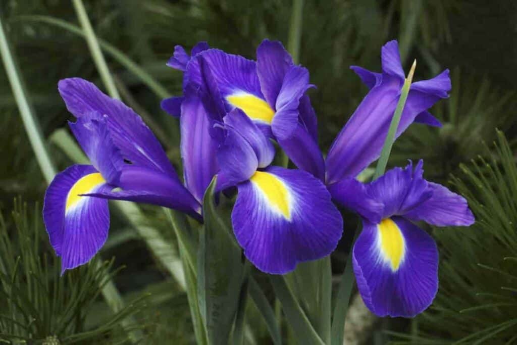 New Dutch Iris