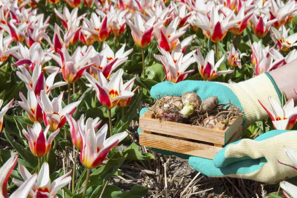 Dutch Bulbs