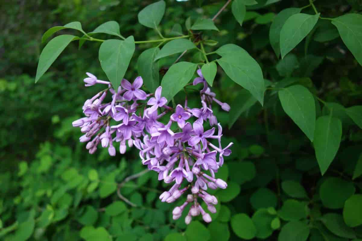 Favorite Lilacs
