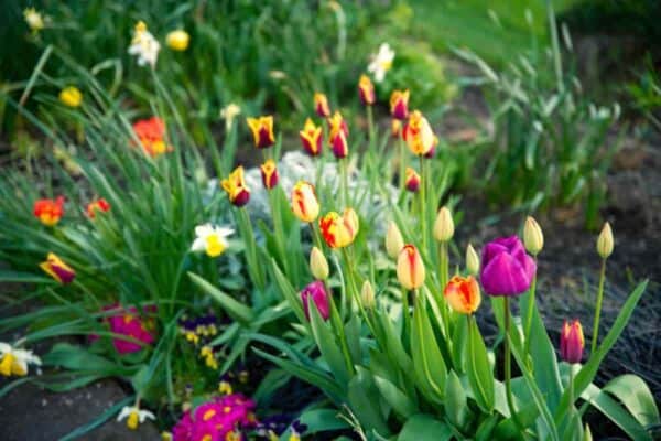 Adventures With The Species Tulips
